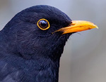 Turdus_merula