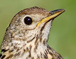 Turdus_philomelos