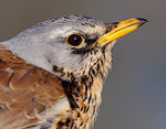 Turdus_pilaris