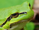 Hyla_arborea