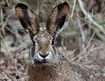 Lepus_europaeus