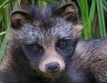 VRaccoon Dog