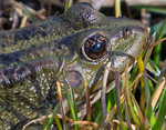 Pool Frog