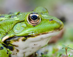 Pelophylax_ridibundus