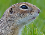 Spermophilus suslicus