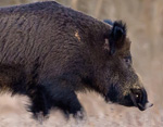 Wild Boar