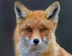 Vulpes_vulpes