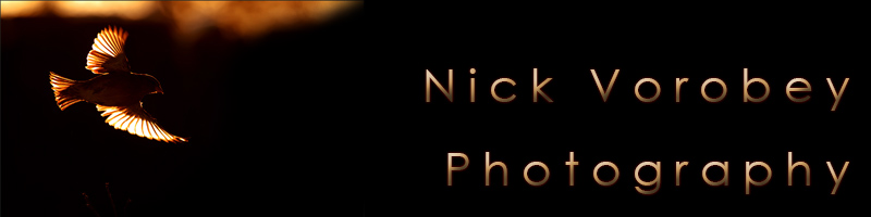 Nick Vorobey - Photography