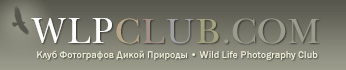 WLPclub